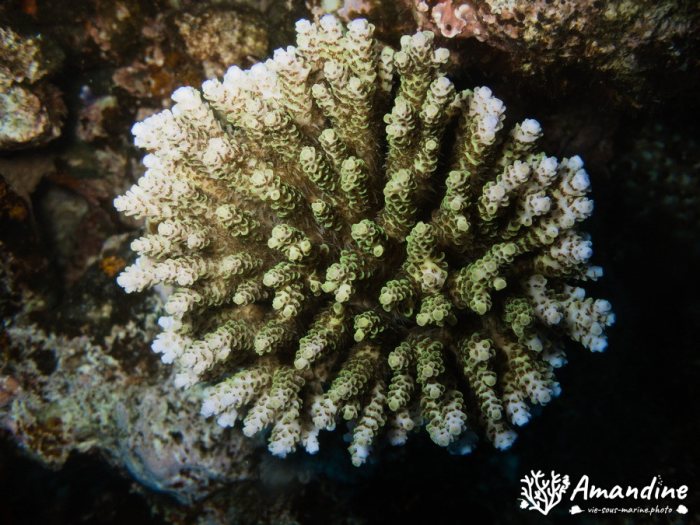 Corail dur