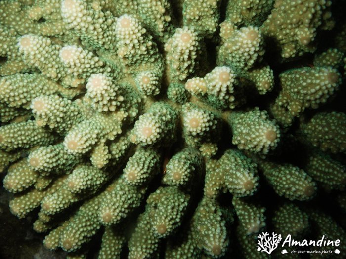 Corail dur