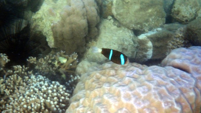 Amphiprion akindynos