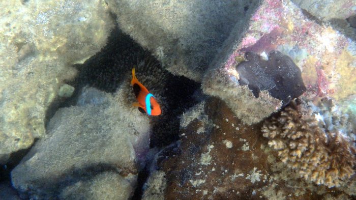 Amphiprion melanopus