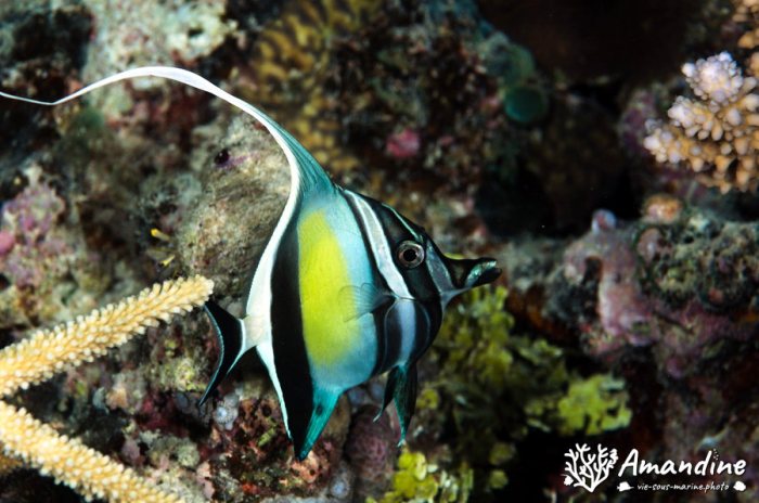 Zanclus cornutus