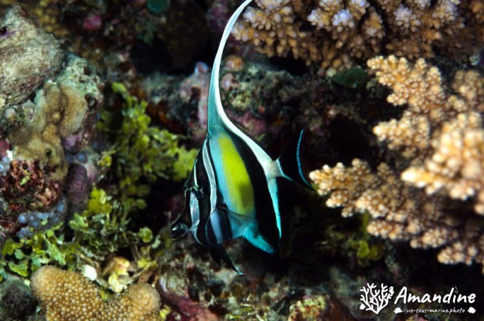 Zanclus cornutus