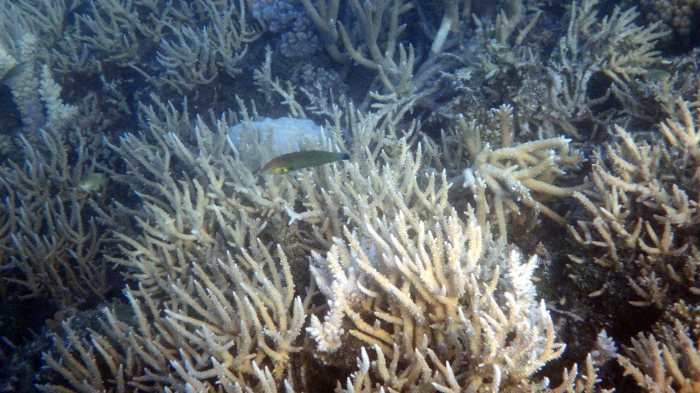 Halichoeres melanurus
