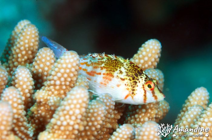 Cirrhitichthys falco