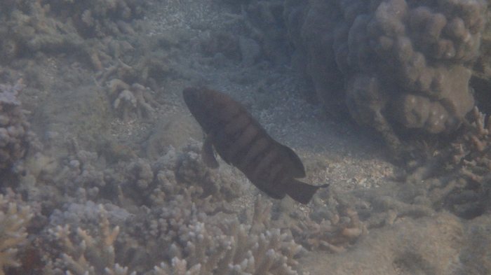 Cephalopholis boenak