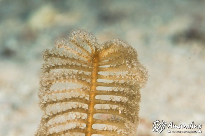 Pennatules