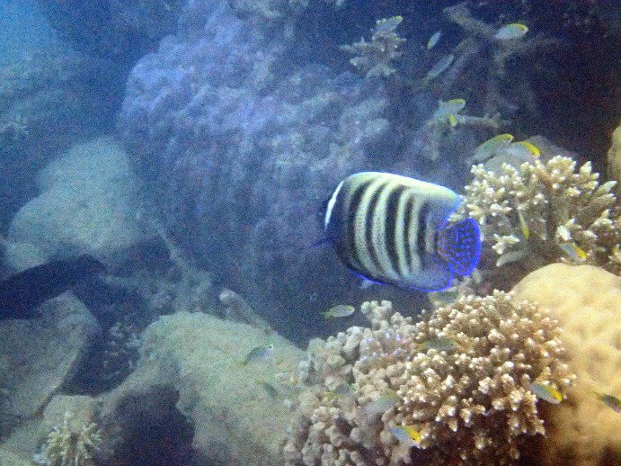 Pomacanthus sexstriatus