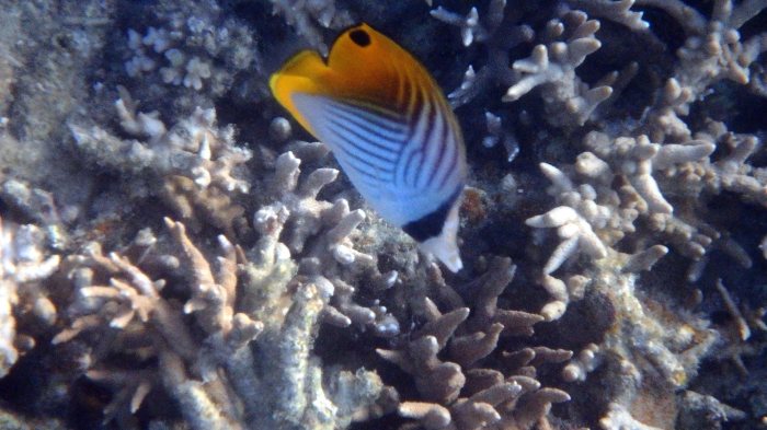 Chaetodon auriga