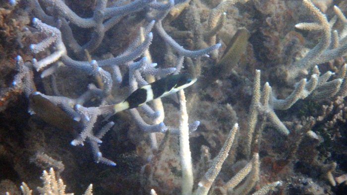 Thalassoma nigrofasciatum