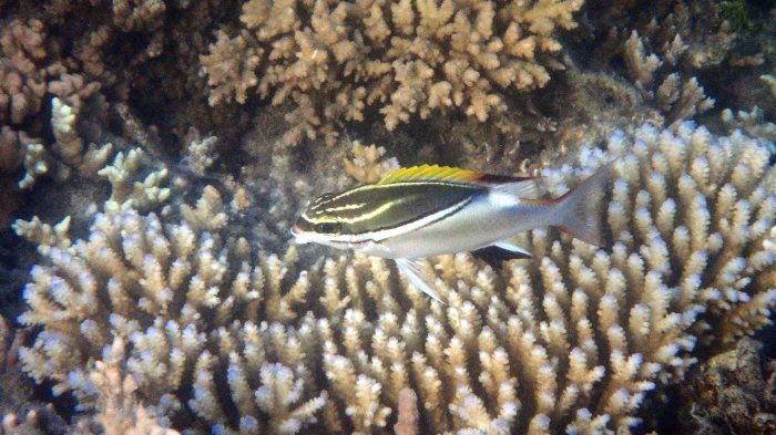 Scolopsis bilineata