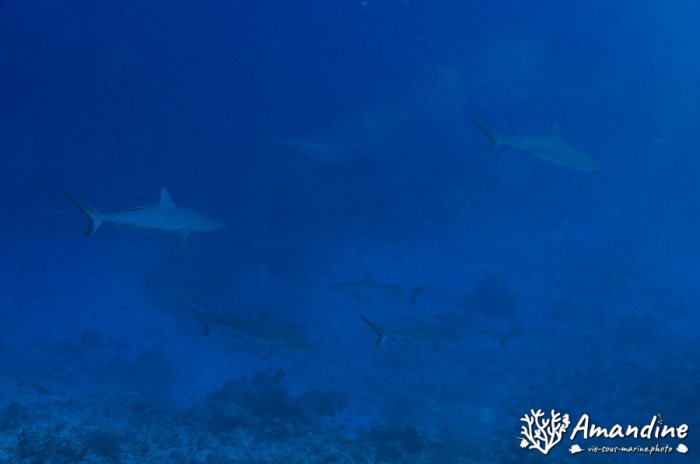 Requin gris de récif