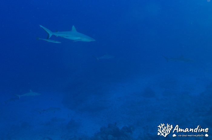 Requin gris de récif