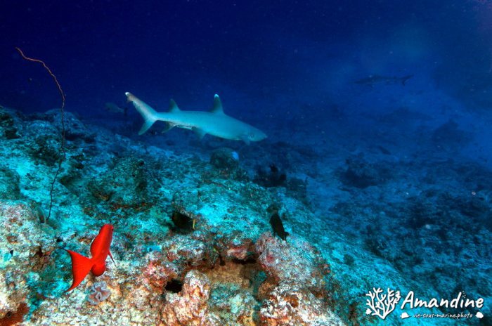 Requin pointe blanche (albi)