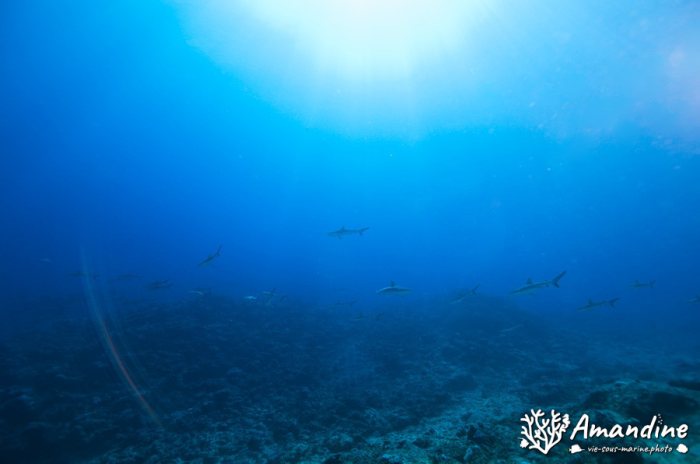 Requin gris de récif