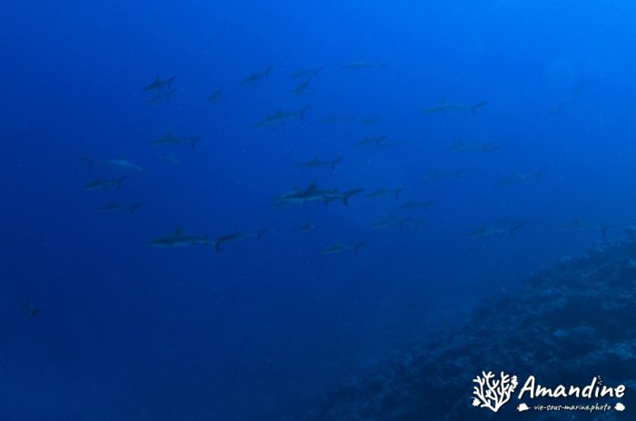 Requin gris de récif