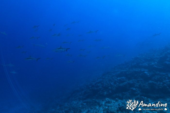 Requin gris de récif