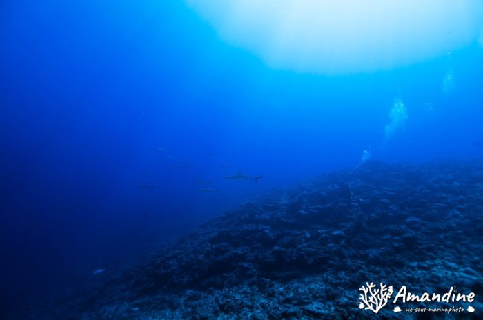 Requin gris de récif