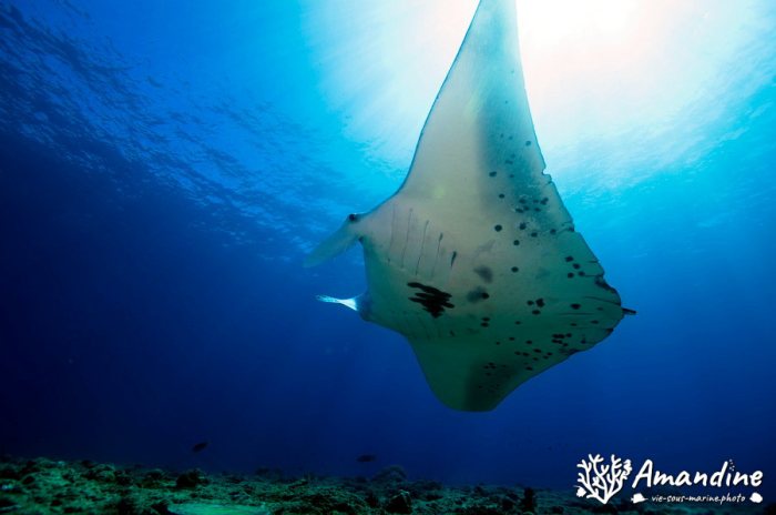 Mobula alfredi