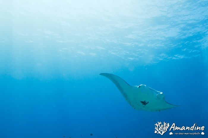 Mobula alfredi