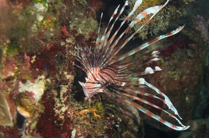 Poissons osseux