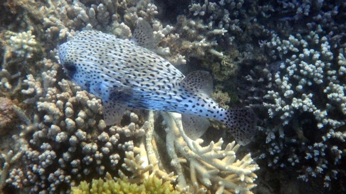 Diodon hystrix