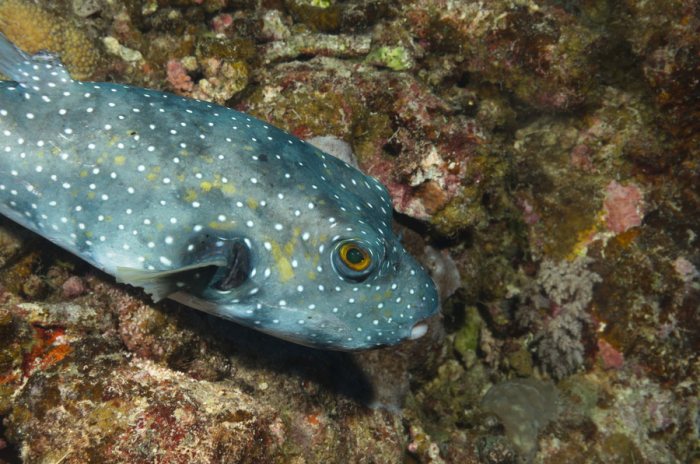 Poissons osseux