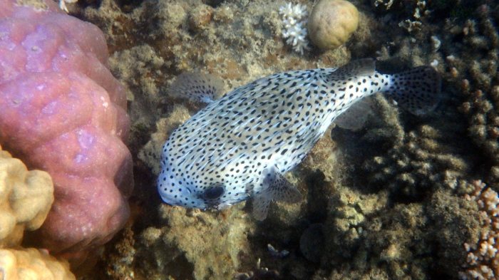 Diodon hystrix