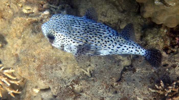 Diodon hystrix