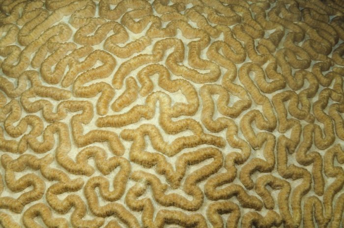 Corail dur