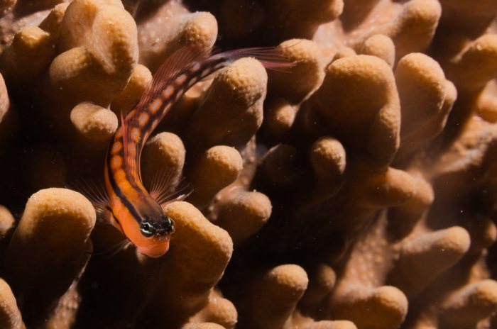 Poissons osseux
