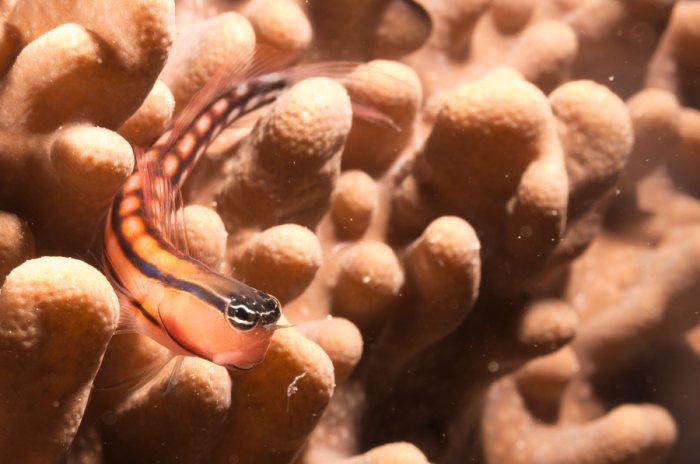 Poissons osseux
