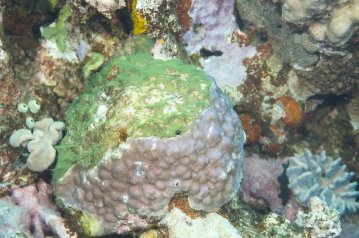 Corail dur