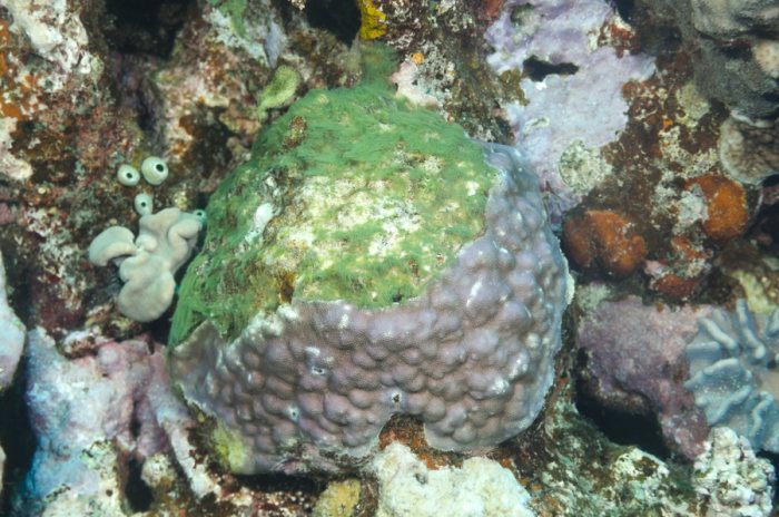 Corail dur