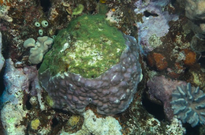 Corail dur