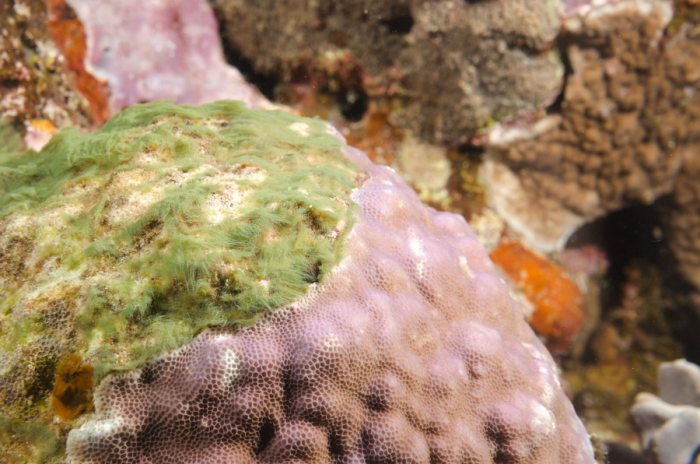 Corail dur