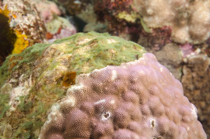 Corail dur