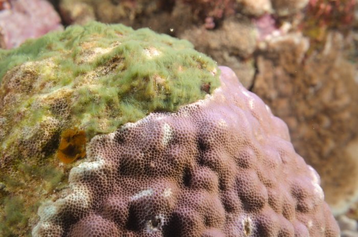 Corail dur
