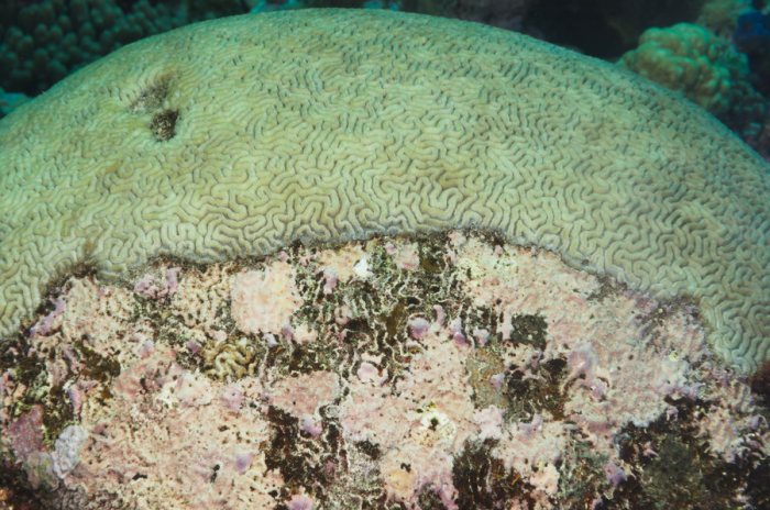 Corail dur