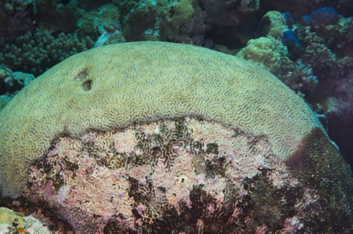 Corail dur