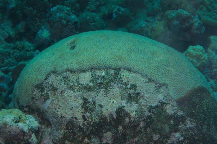Corail dur