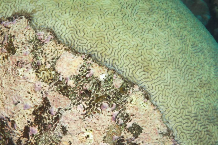 Corail dur