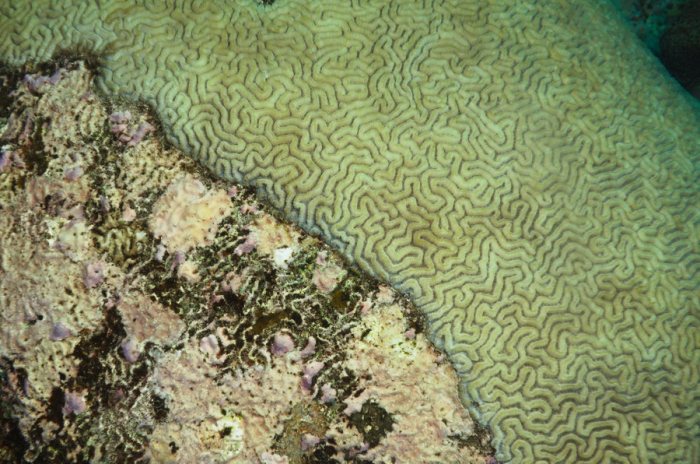 Corail dur