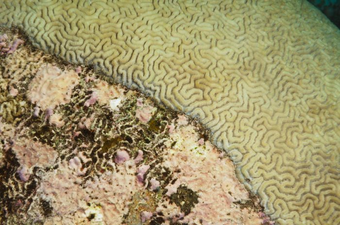 Corail dur