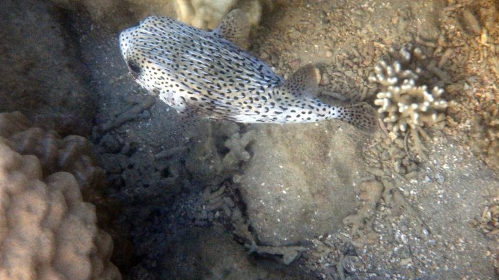 Diodon hystrix