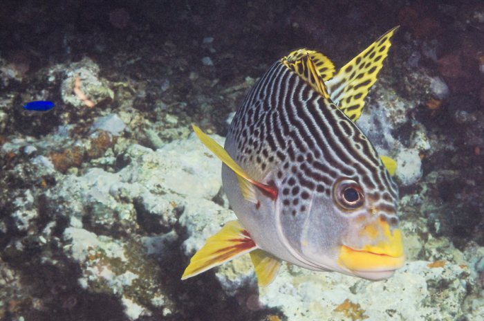 Poissons osseux