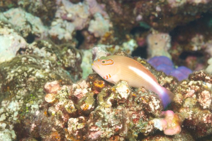 Poissons osseux