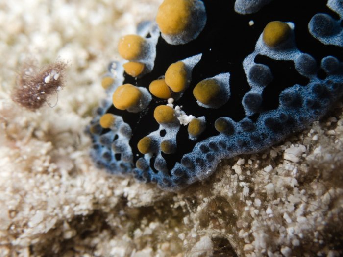 Nudibranche