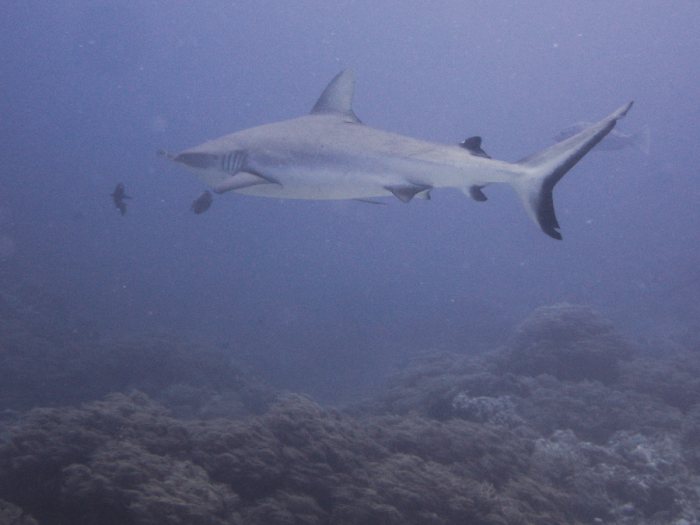 Requin gris de récif
