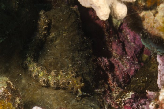 Nudibranche