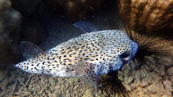 Diodon hystrix